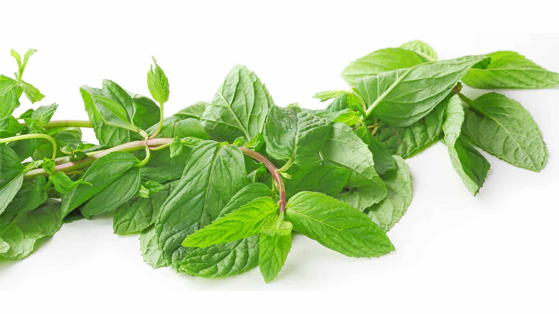 oregano herb fresh green leaves