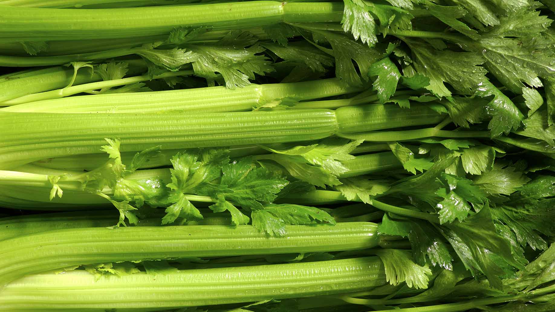 celery fresh raw natural remedy to lower high blood pressure hypertension