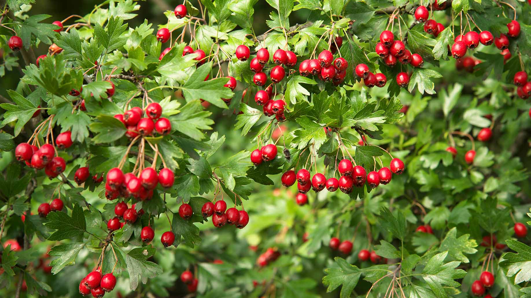 hawthorn red berries natural remedy lowers high blood pressure hypertension