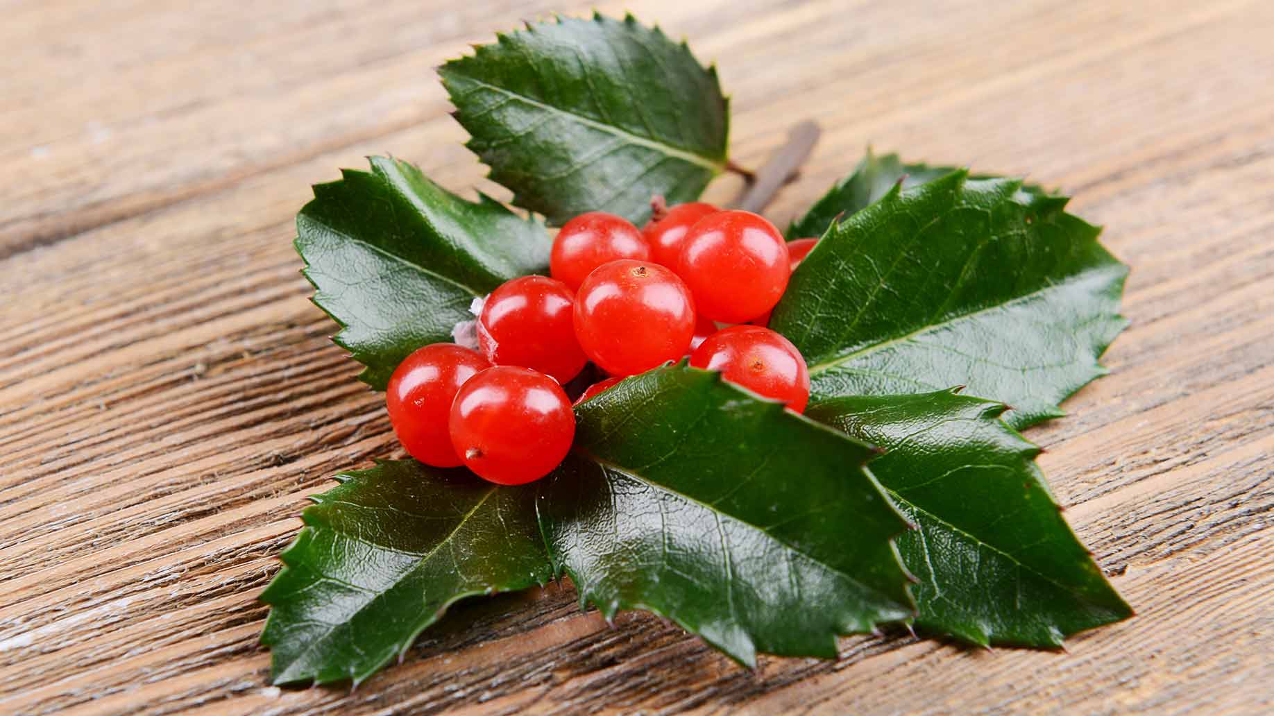 mistletoe herb red berries green leaves natural remedy lowers high blood pressure hypertension