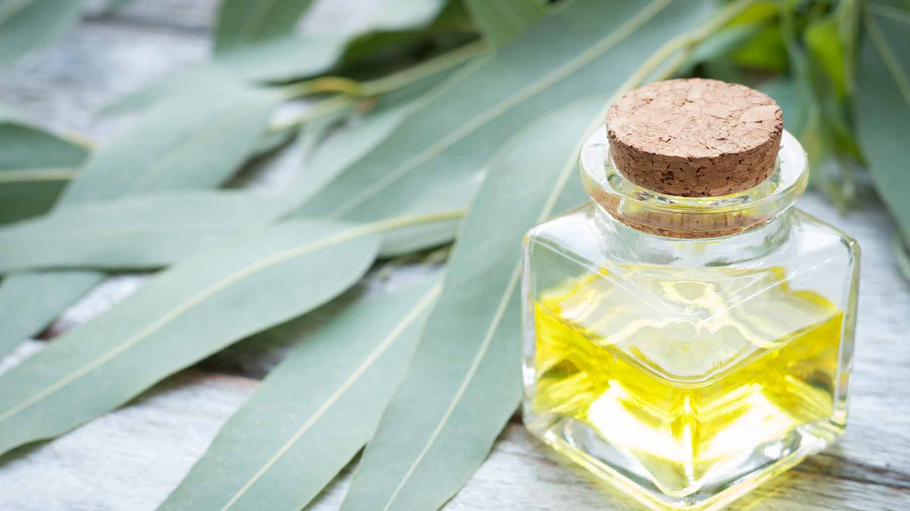 eucalyptus essential oil natural health benefits cold cough flu fever decongestant expectorant anti-inflammatory analgesic asthma bronchitis