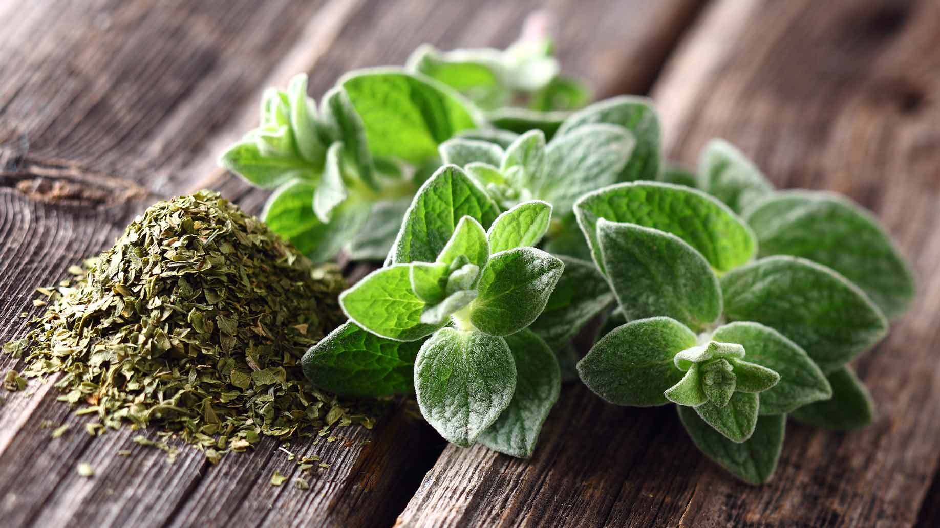 oregano essential oil herb leaves natural health remedies antibacterial antifungal food poisoning cold cough flu