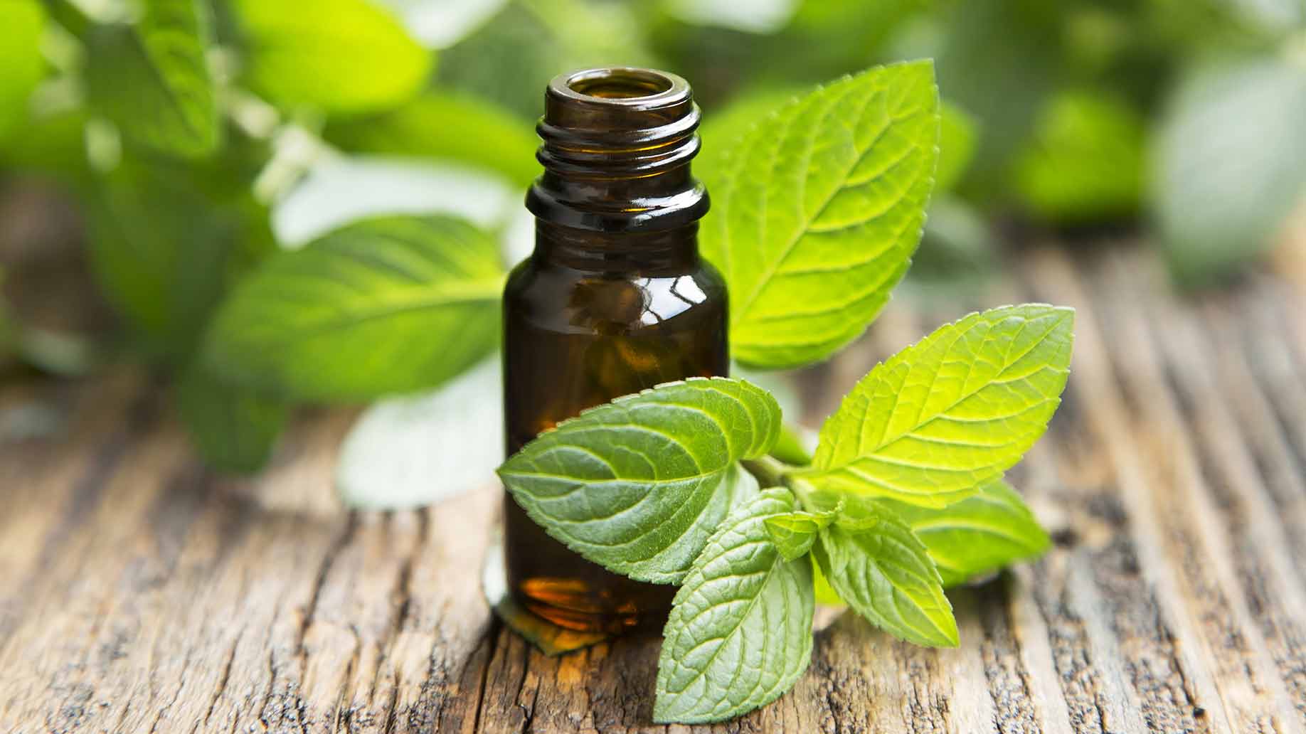 peppermint essential oil natural health benefits indigestion ibs hair growth