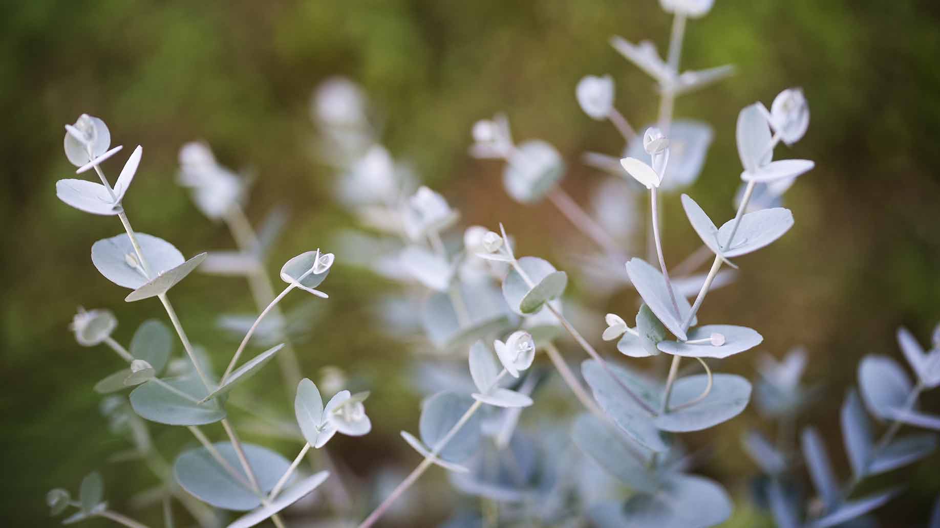 eucalyptus mint leaves invigorating refreshing natural diy hair shampoo ingredients