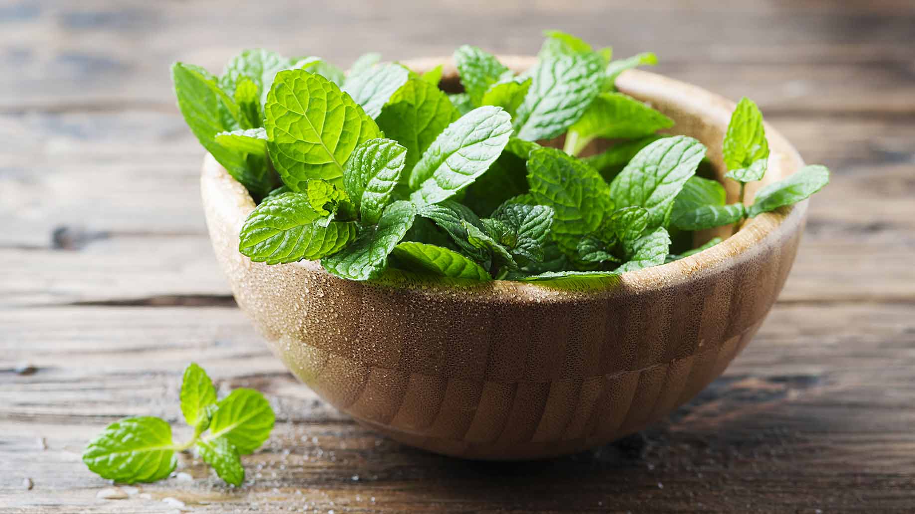 peppermint leaves hair growth natural shampoo ingredient