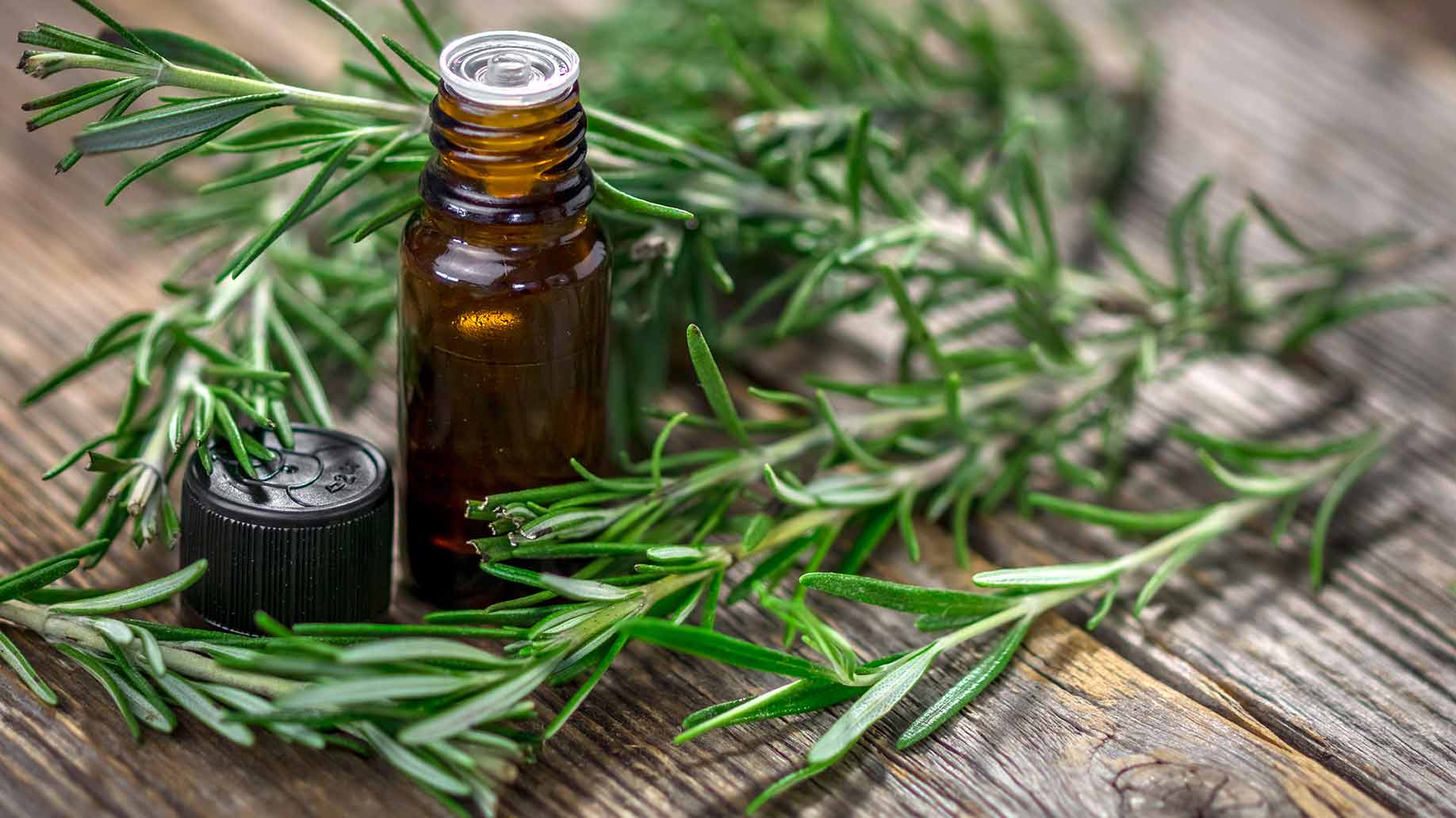 rosemary leaves needles oil shampoo ingredient hair growth balding scalp