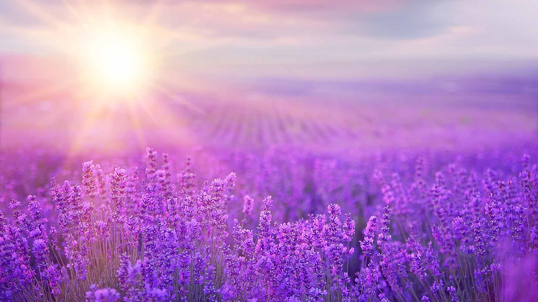lavender purple flowers field sunshine insomnia sleep disorder natural remedy aid