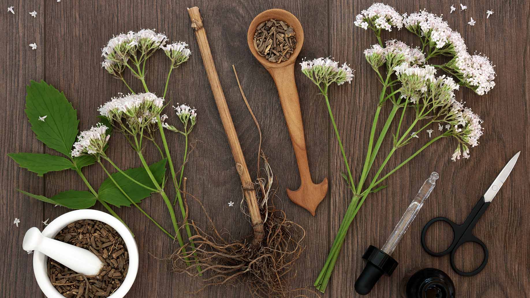 valerian herb root flowers gaba sleep insomnia natural remedies aid