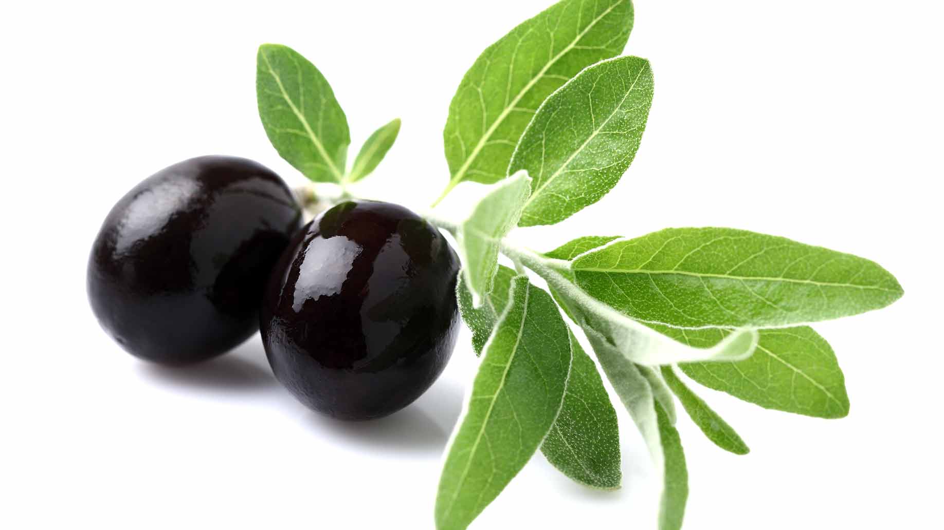 olive leaf extract green leaves black olives