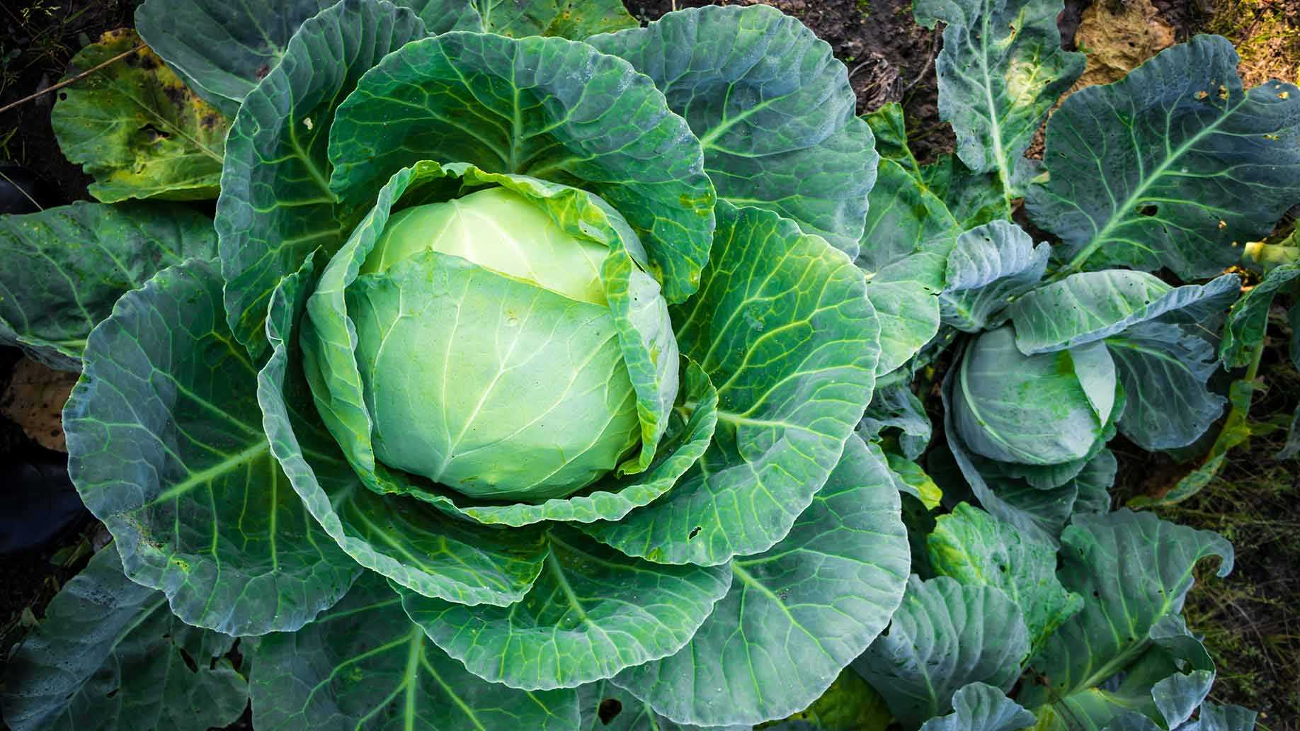 cabbage patch fresh green batches