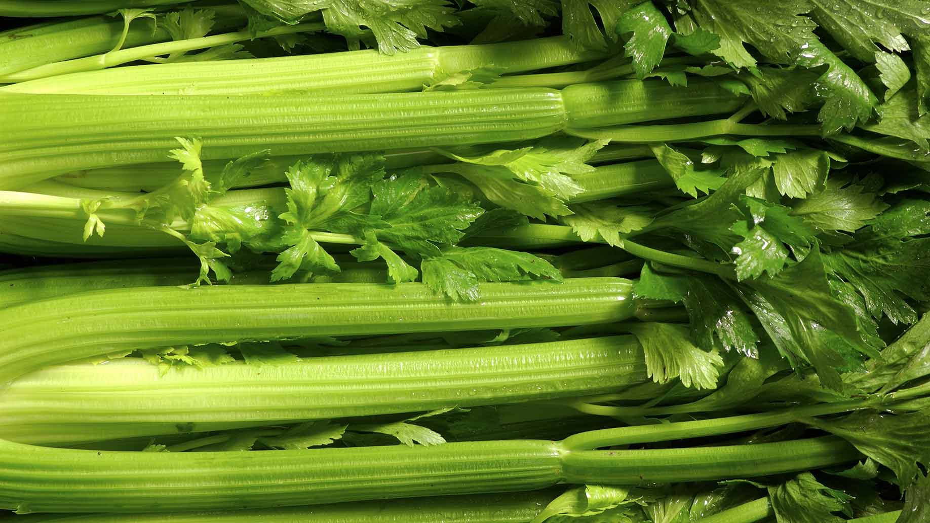 celery fresh green stalks with leaves