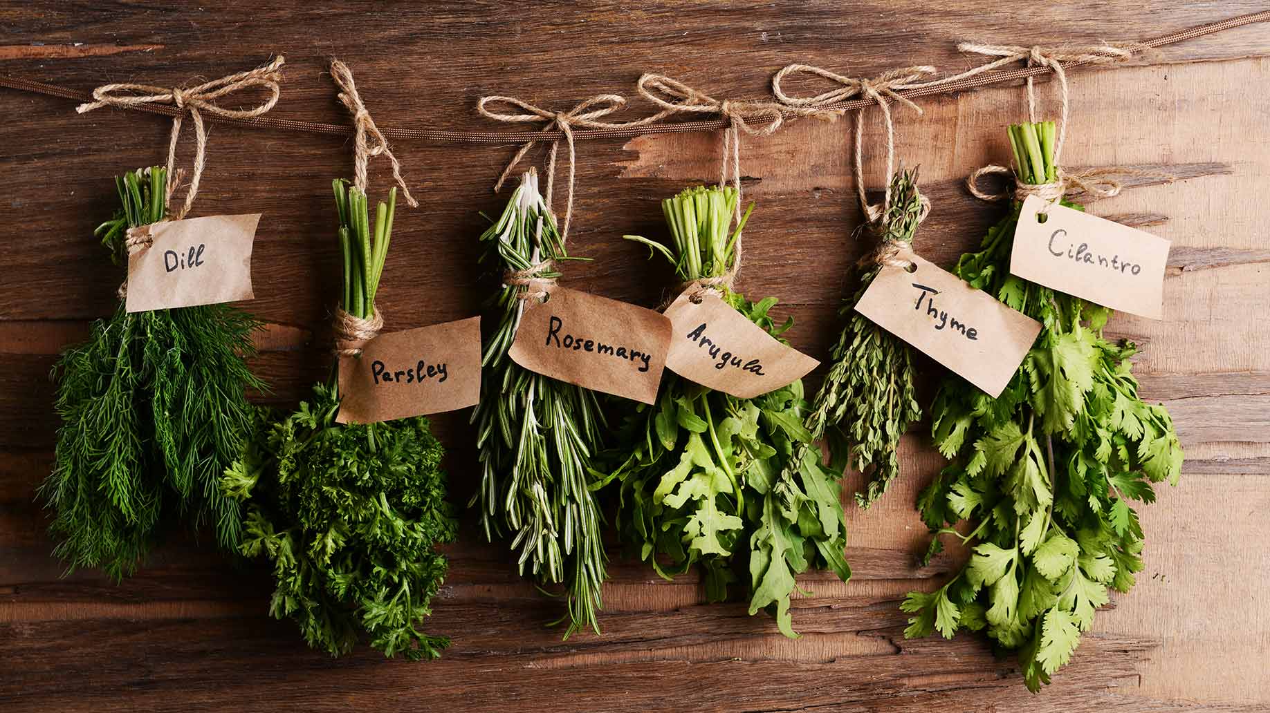 herbs fresh organic green bunches