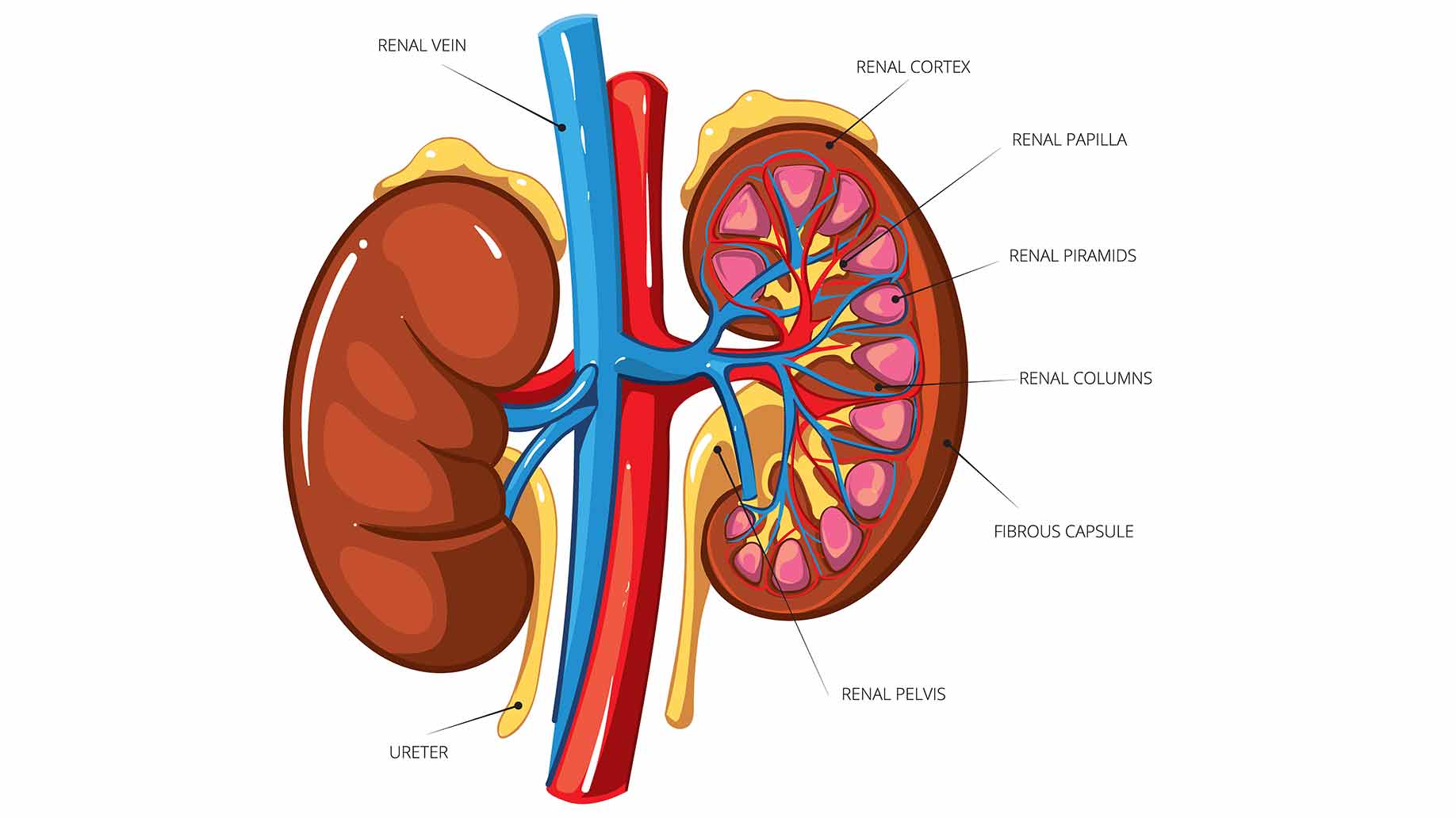kidney health stones chronic renal disease detox cleanse