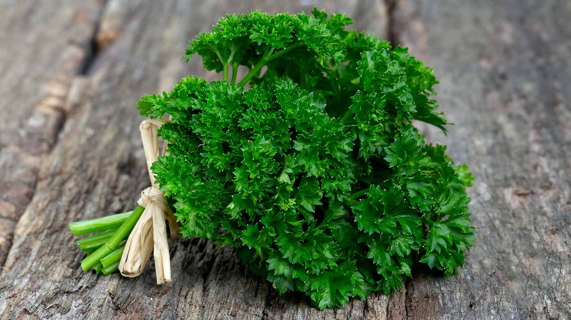 parsley herb fresh green leaves