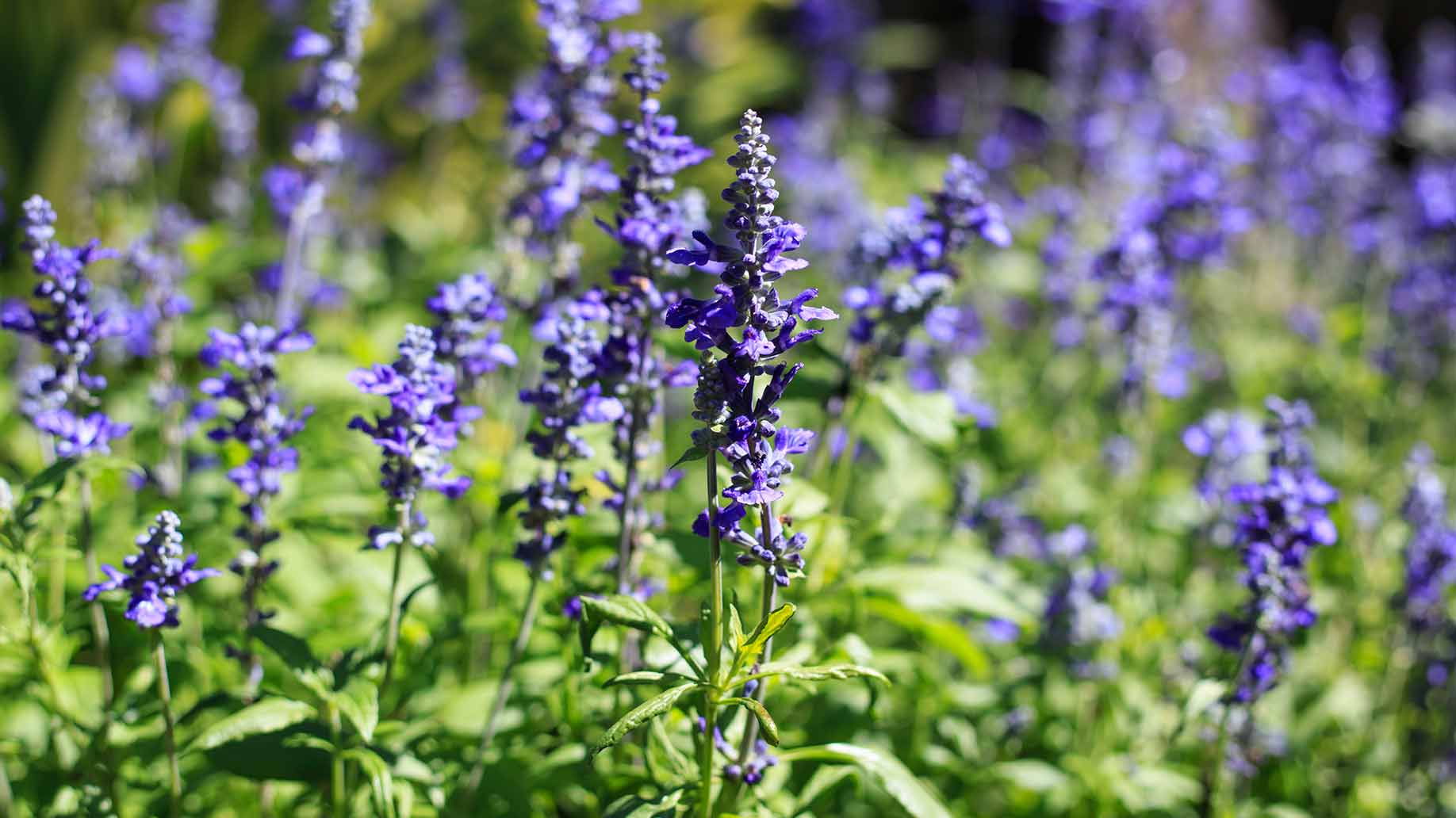 french lavender purple flowers natural remedy lowers high blood pressure hypertension