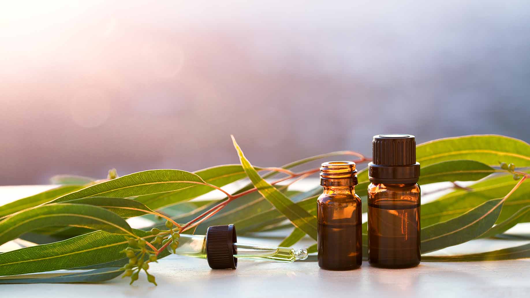 eucalyptus oil leaves arthritis natural remedies
