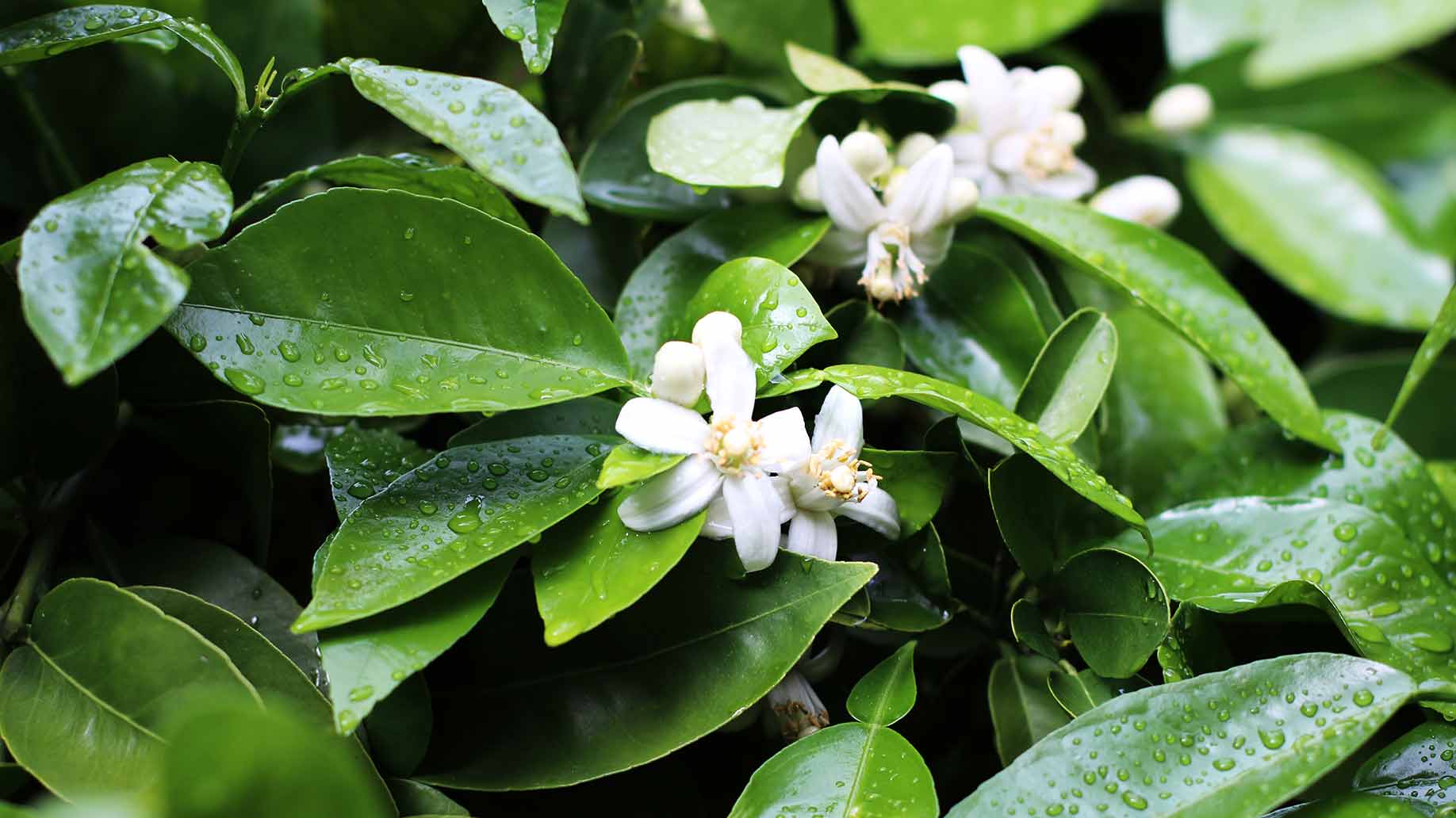 neroli bitter orange tree white flowers essential oil natural health benefits high blood pressure menopause muscle relaxant sedative