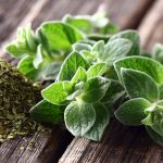 oregano essential oil herb leaves natural health remedies antibacterial antifungal food poisoning cold cough flu