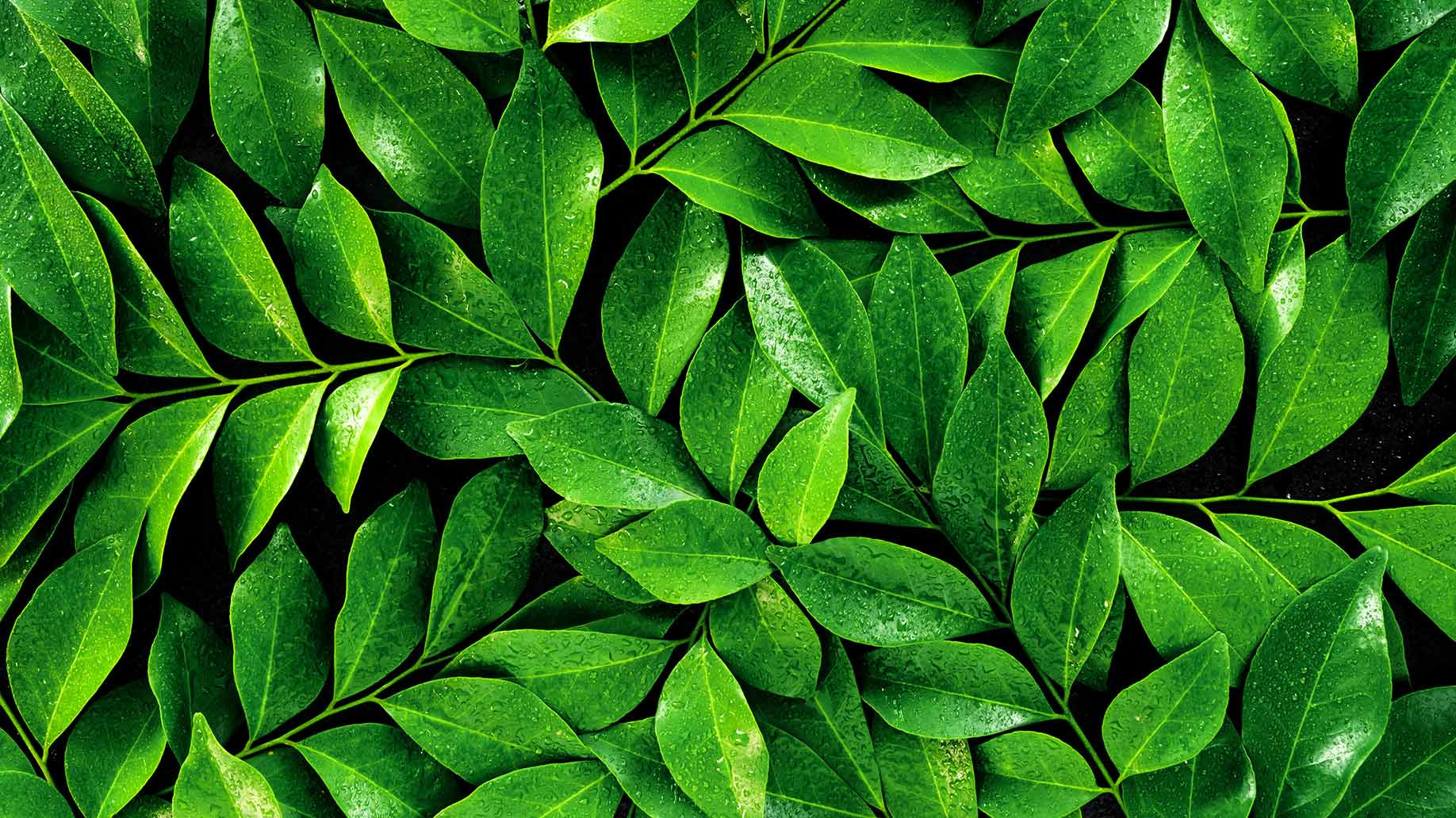 tea tree leaves green anti fungal dandruff natural hair shampoo ingredient