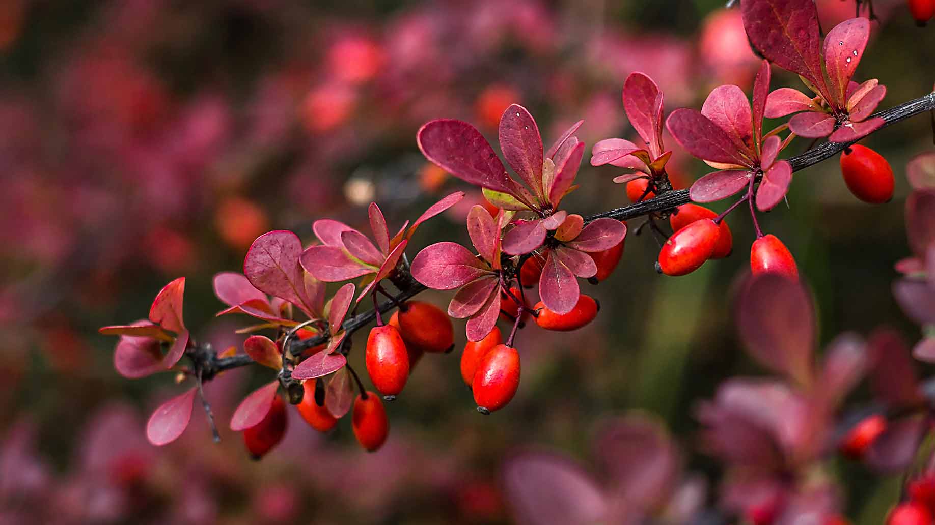 barberry berberis vulgaris red berries pink flowers inflammation acne natural remedies