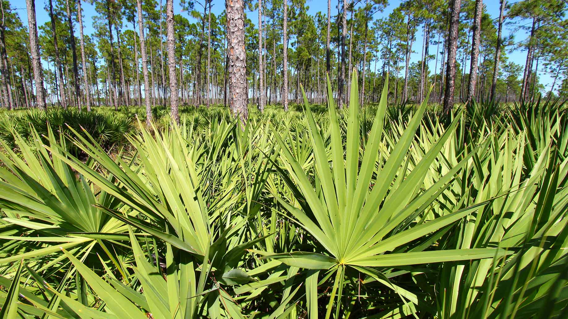 saw palmetto green plant hair loss balding thinning natural remedies